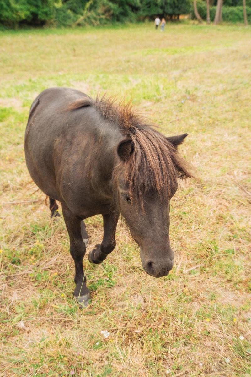 Animaux dans l'hôtel ou à proximité