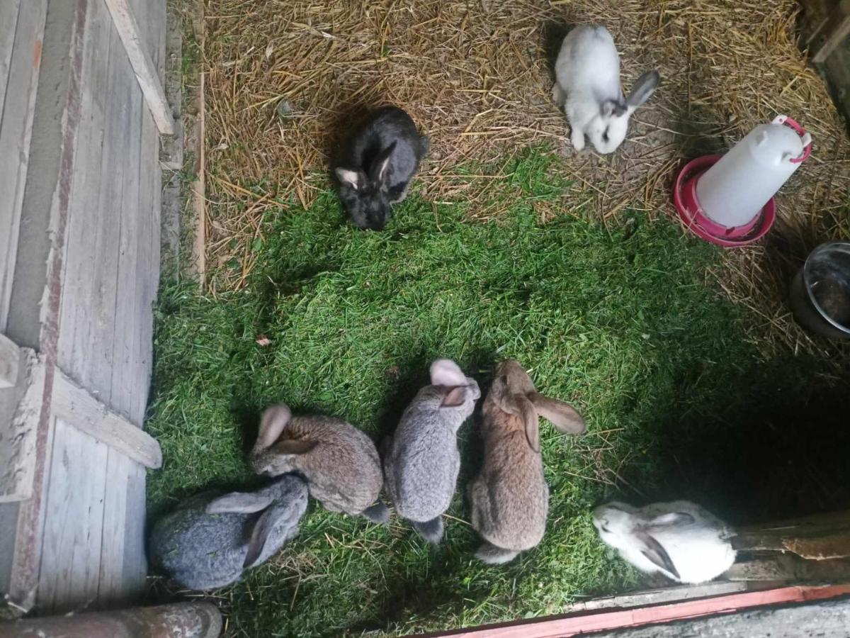 Malinowy Gaj - Agroturystyka z alpakami i innymi zwierzętami - Housity