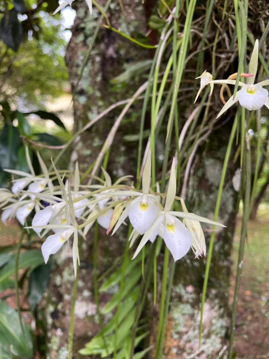 Jardim Secreto - Itaipava - Housity