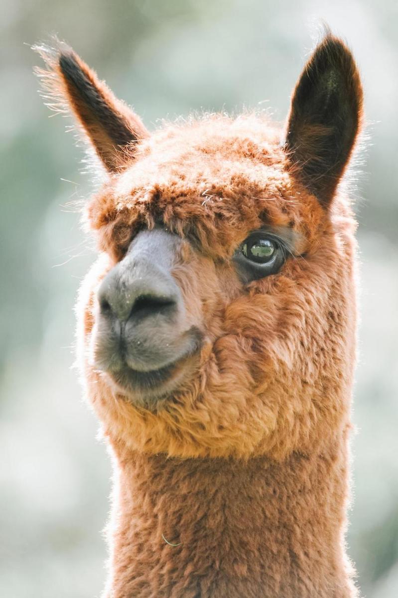 Alpacas Off Grid - Eco Cabin - Housity