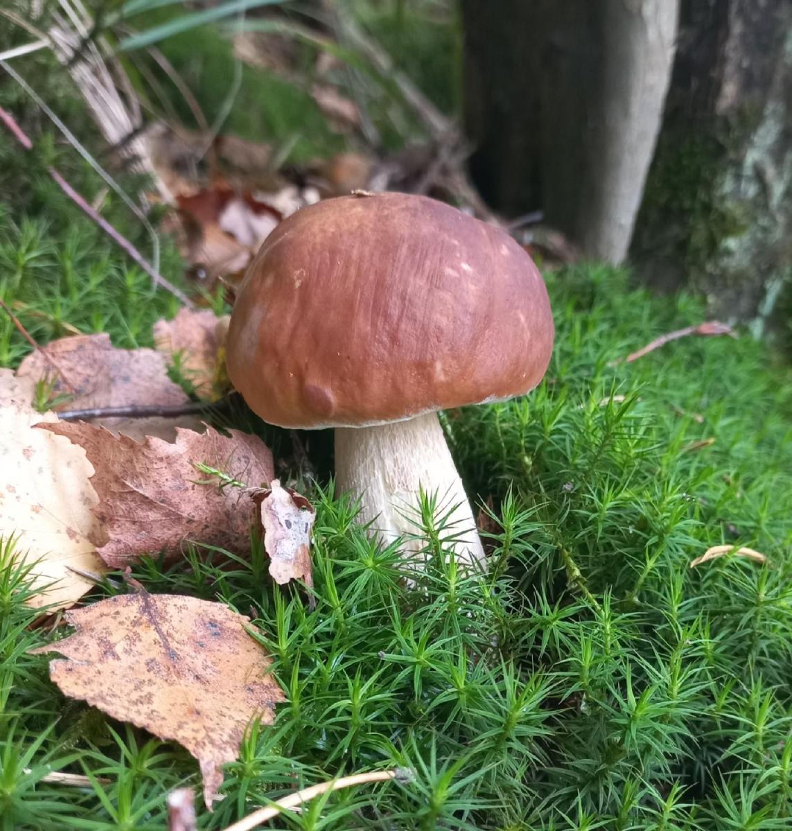 Agroturystyka Leśny Oddech Bory Tucholskie - Housity