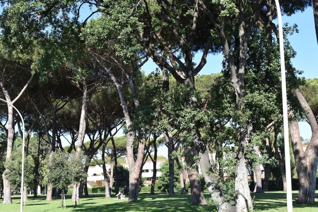 Ipponatte 29 Roma Casal Palocco - Housity
