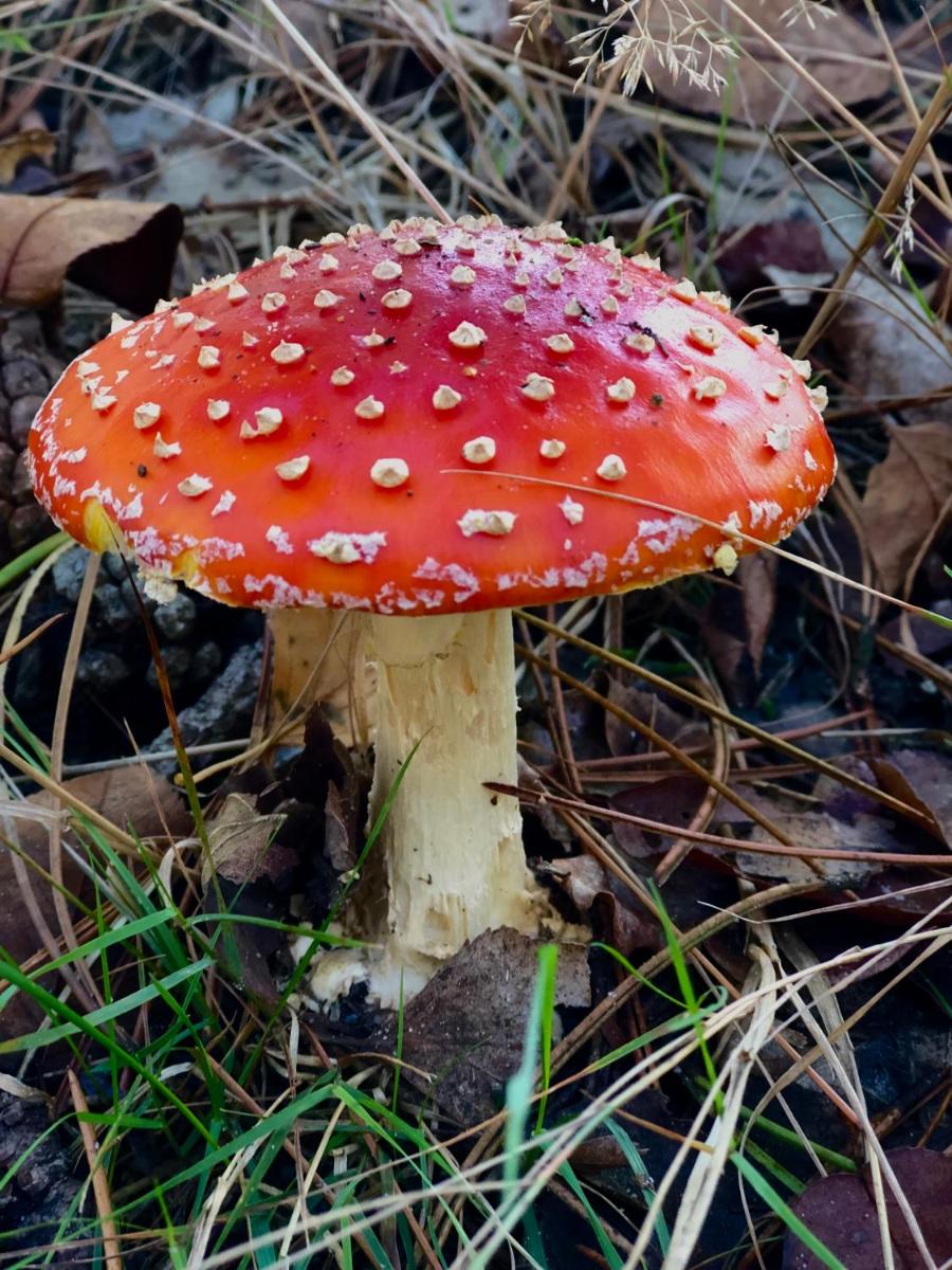 Het Natuurhuisje op de Veluwe - Housity