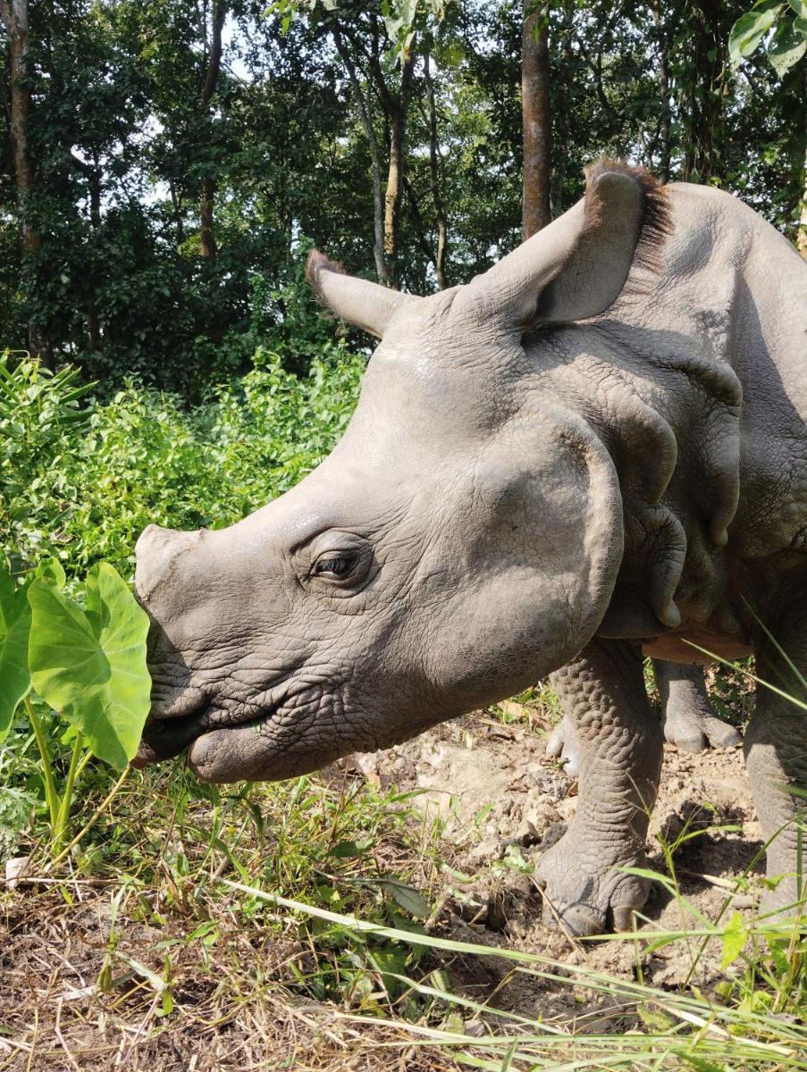 Kings jungle safari & Culture home stay - Housity