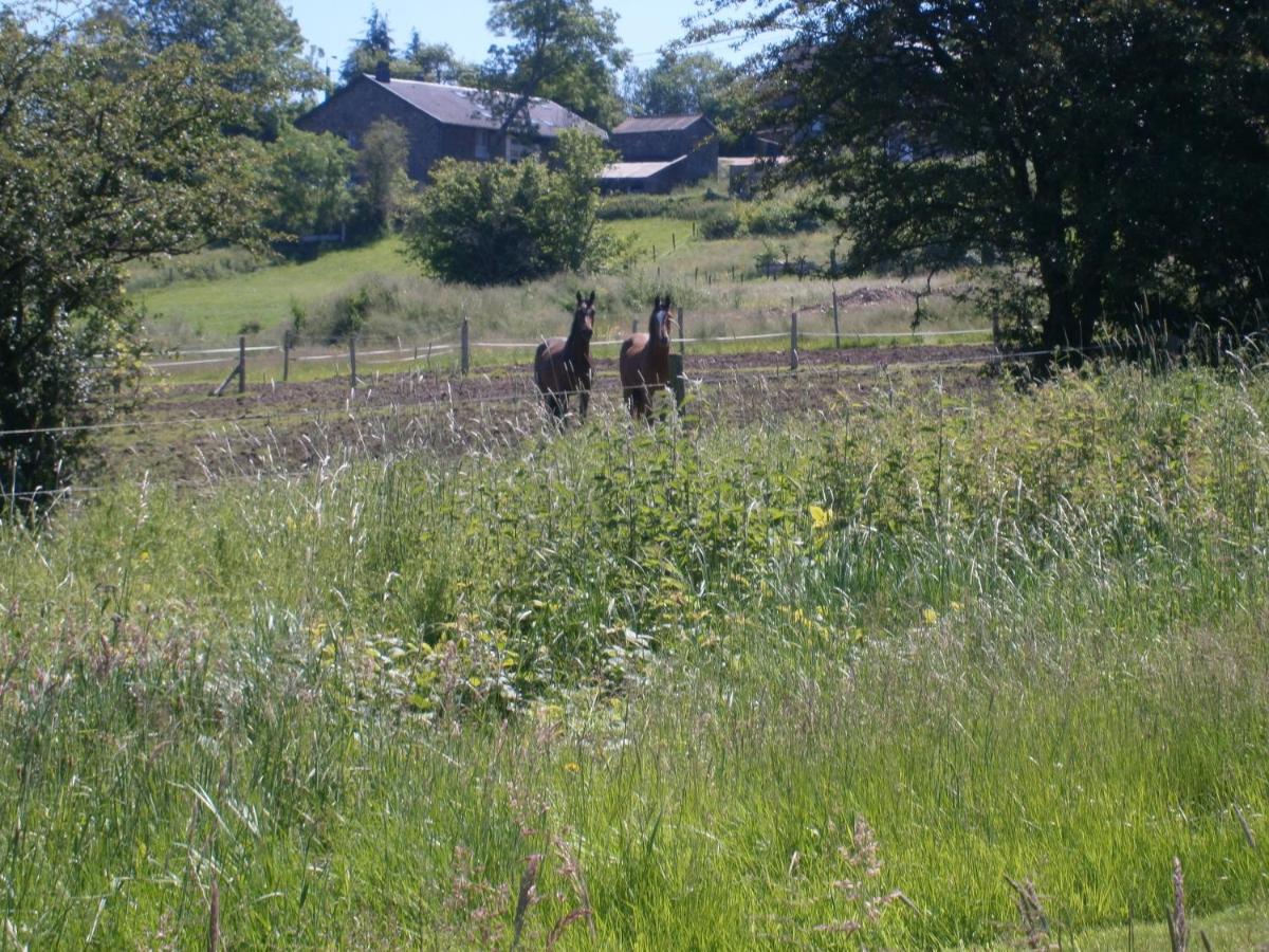 Le Renard'or - Housity