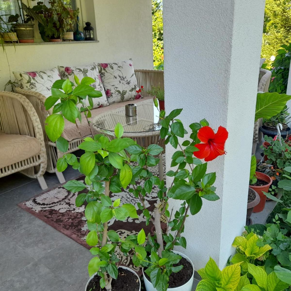Green Paradise Villa - Housity