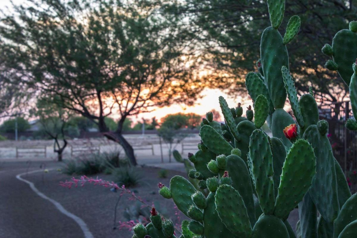 Bluegreen Vacations Cibola Vista Resort and Spa an Ascend Resort - Housity