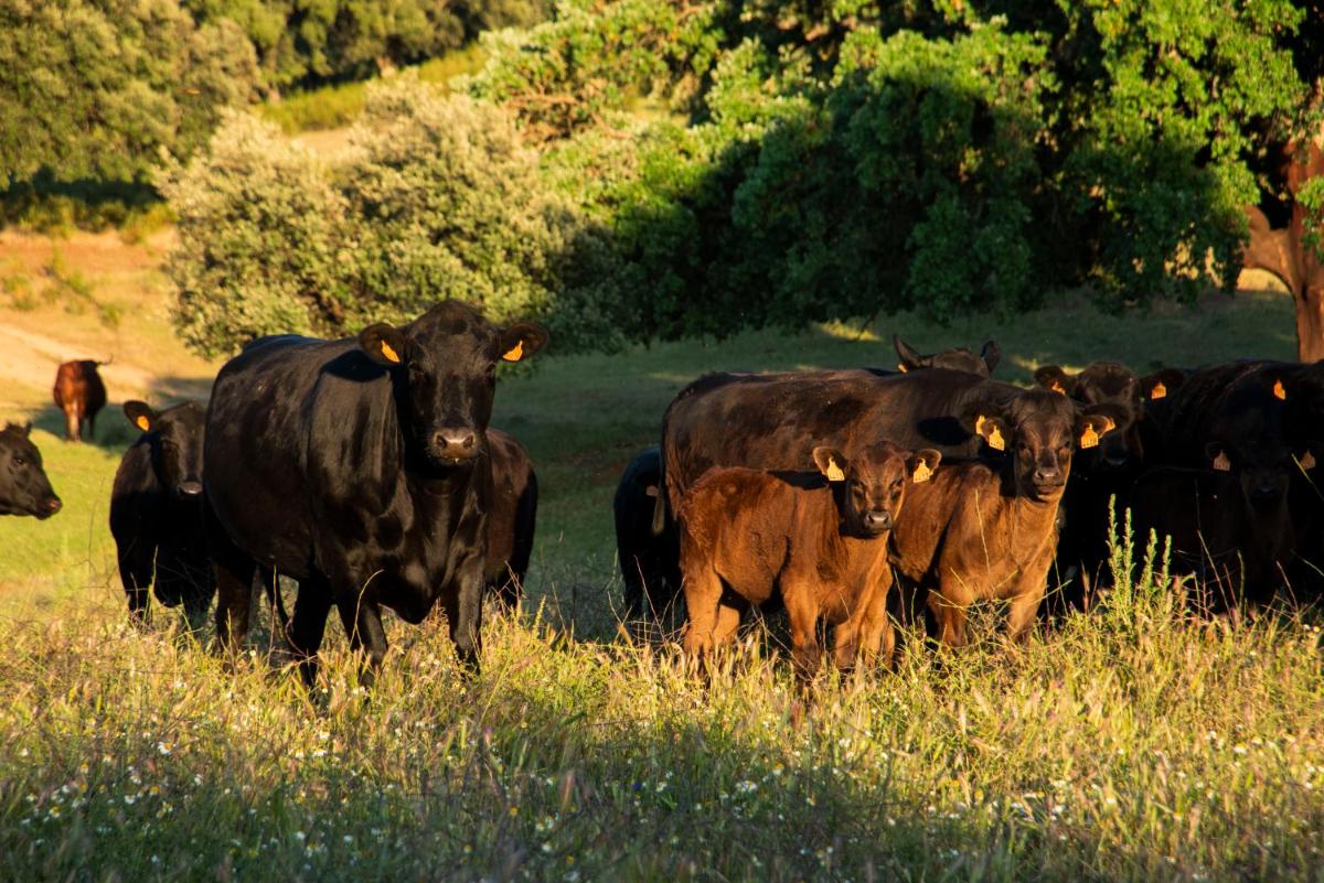Animales en el hotel o alrededores