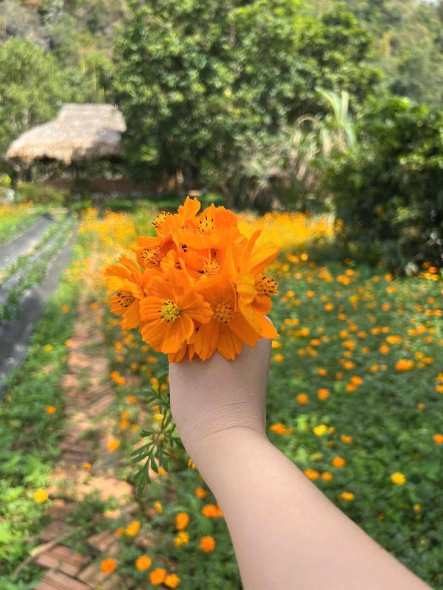 Vườn An nhiên Mộc Châu - Housity