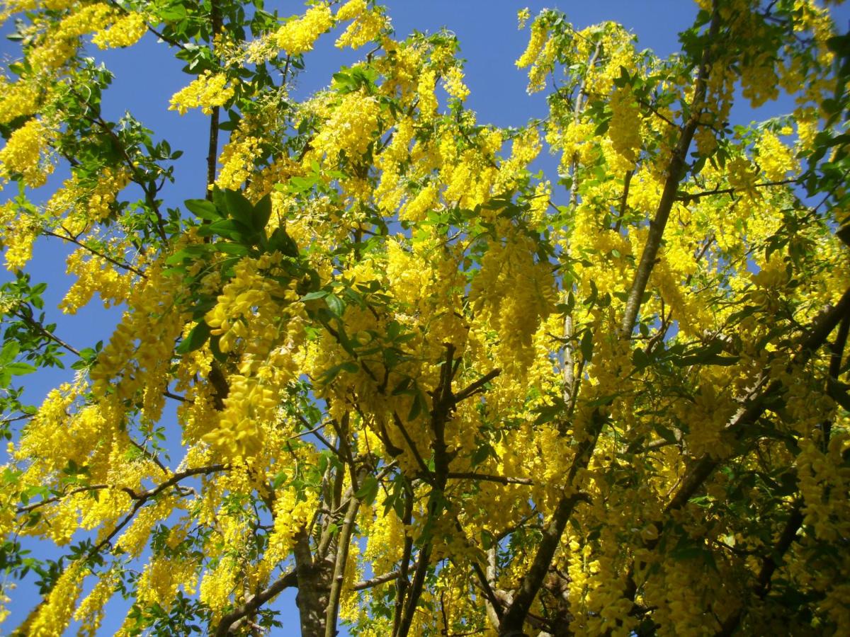 Laburnum B&B - Housity