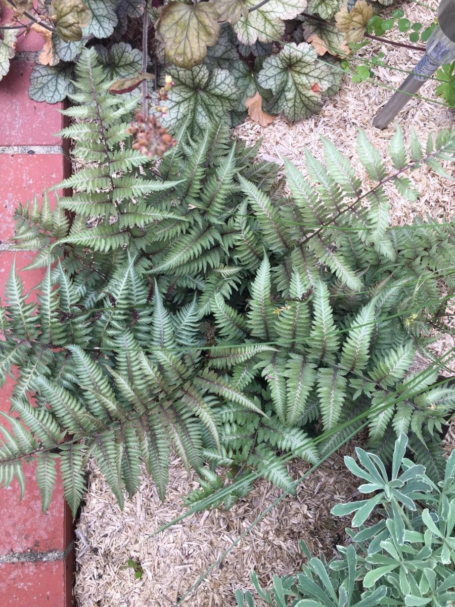 Un Figuier dans notre Jardin - Housity