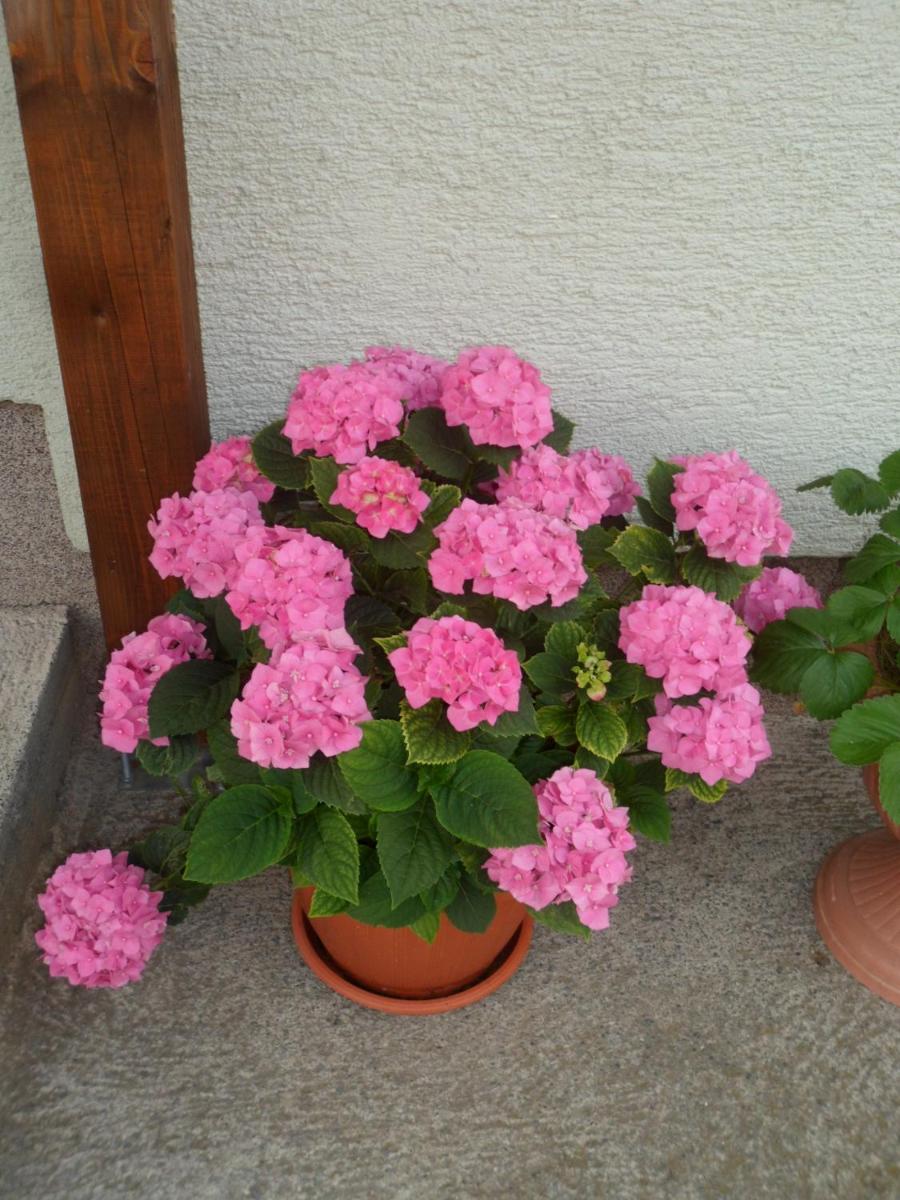 Vacation home Kuća za Odmor - Housity