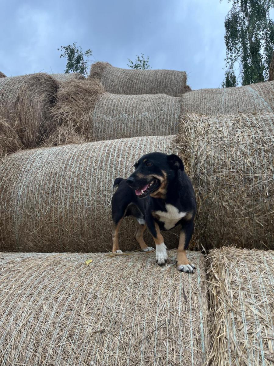 Siedlisko Besarabka - Housity