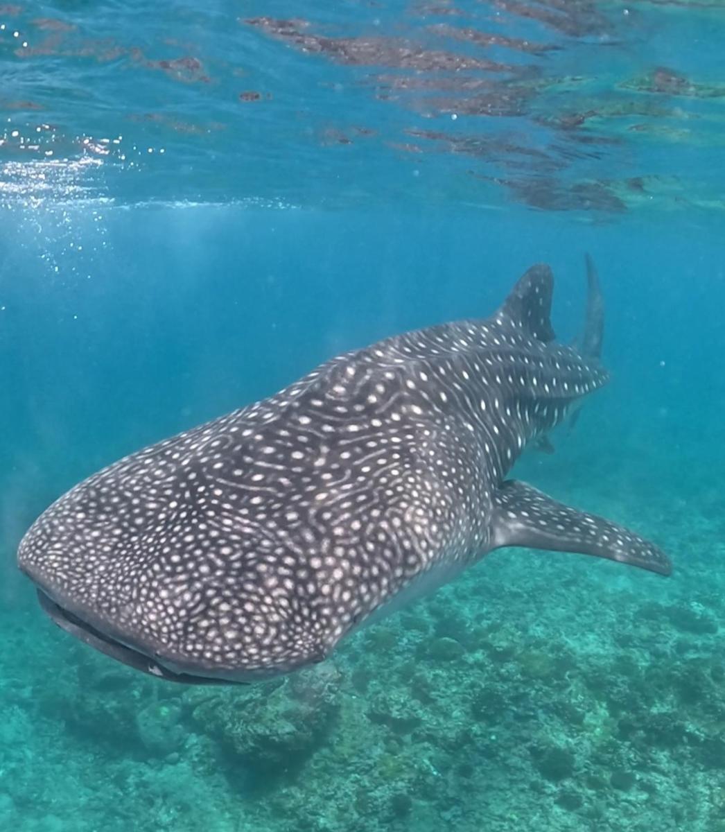 Nikabliss Dhigurah - Housity