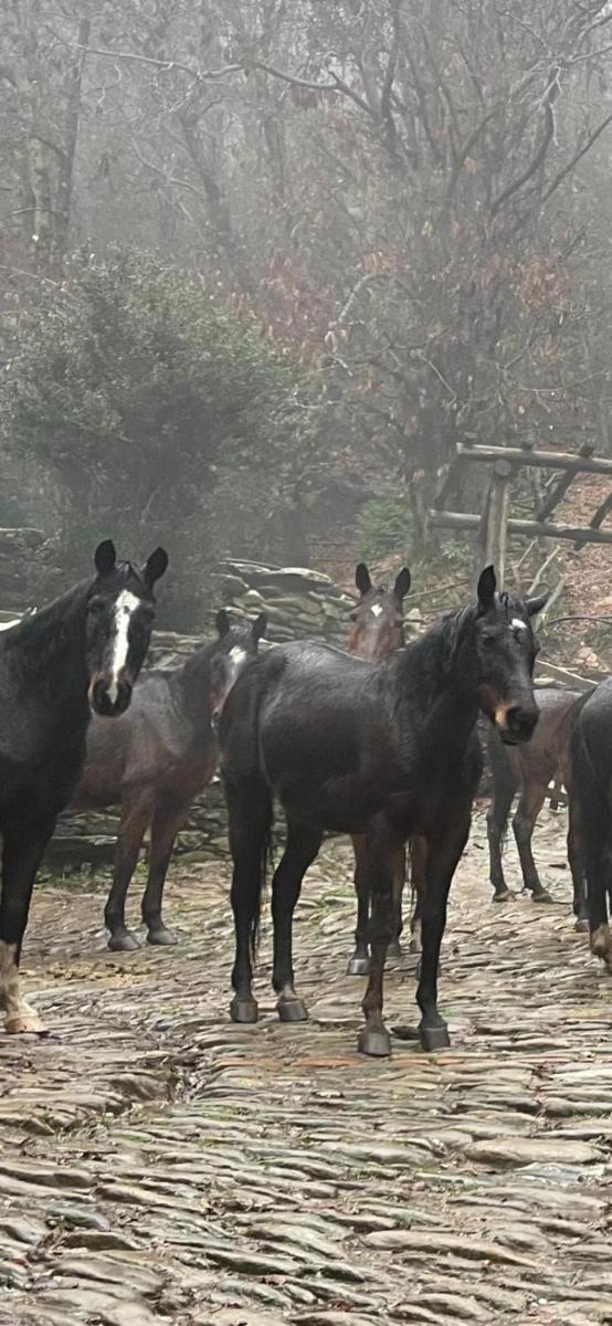 Centro Trekking A Cavallo Monte Brugiana - Housity
