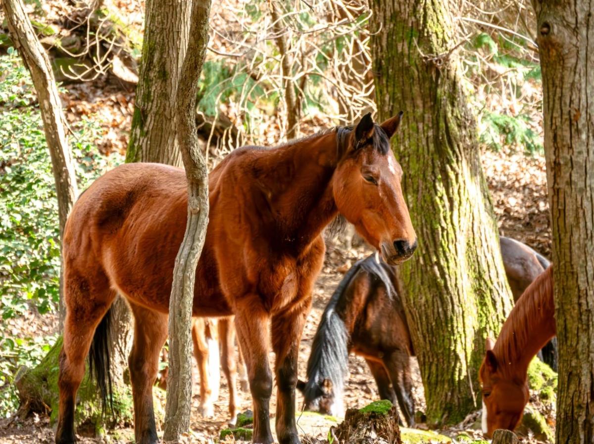 Centro Trekking A Cavallo Monte Brugiana - Housity