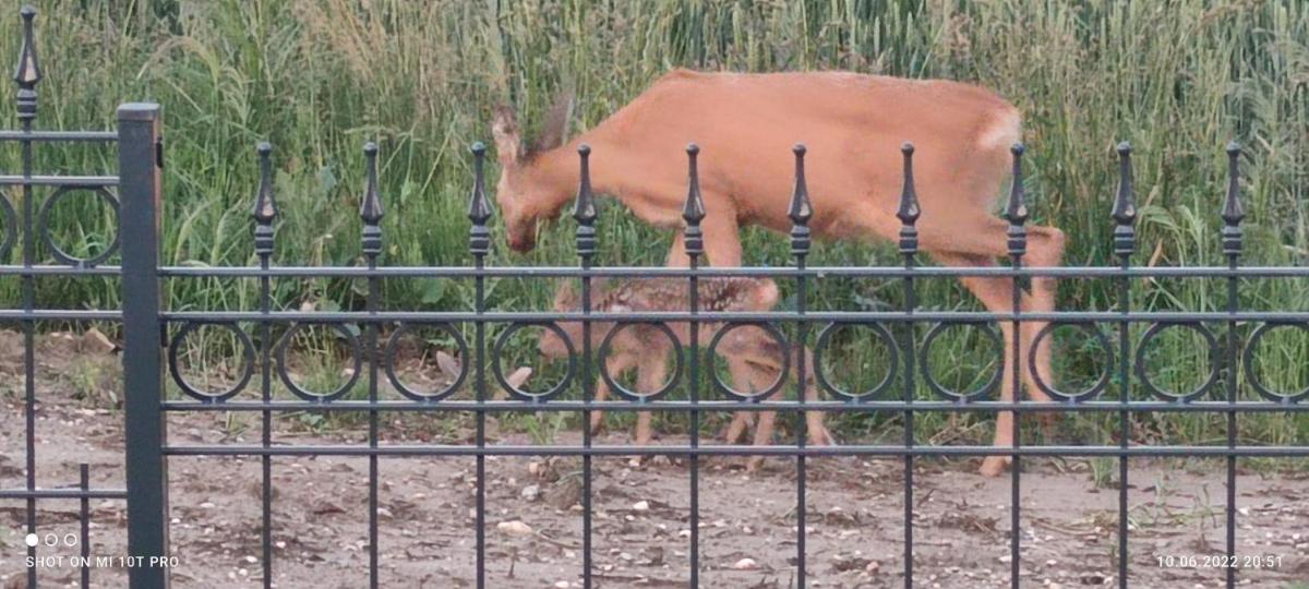 Ferienwohnung Nähe Golfplätze zwischen Bad Griesbach und Bad Birnbach - Housity