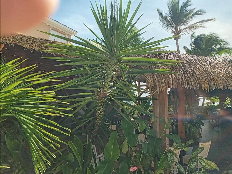 Just in paradise - Housity