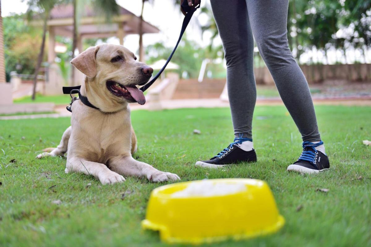 a dog laying on the grass next to a person on a leash at Marriott Executive Apartment - Lakeside Chalet, Mumbai in Mumbai