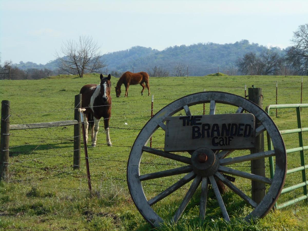 The Branded Calf Bed & Breakfast - Housity