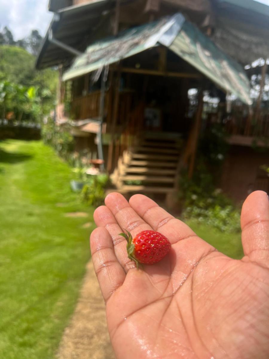 Ella Rock Grun Cottage - Housity
