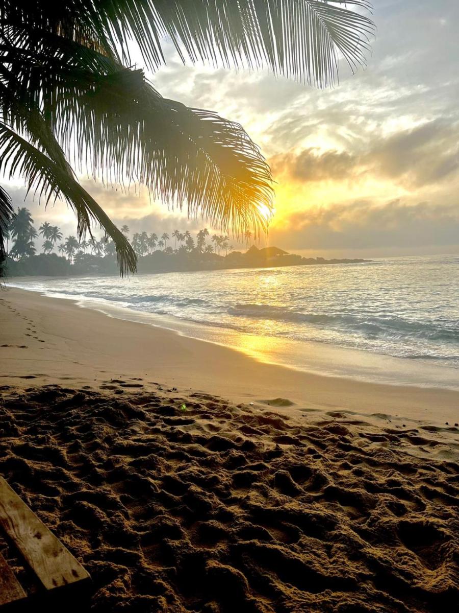 Coconut Palm beach restaurant and rooms - Housity