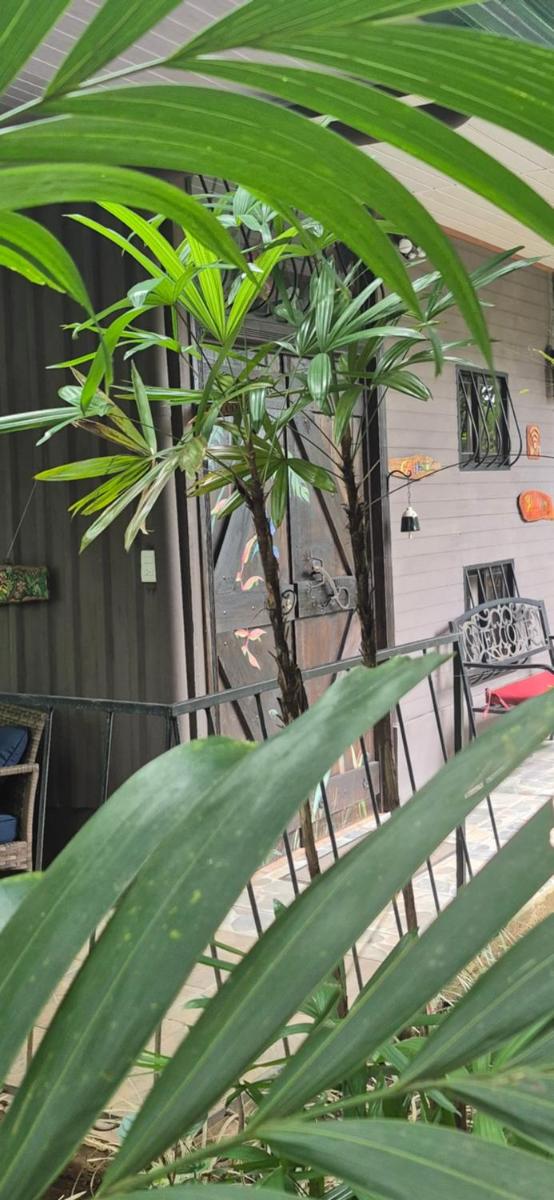 Salamandra Costa Rica - Housity