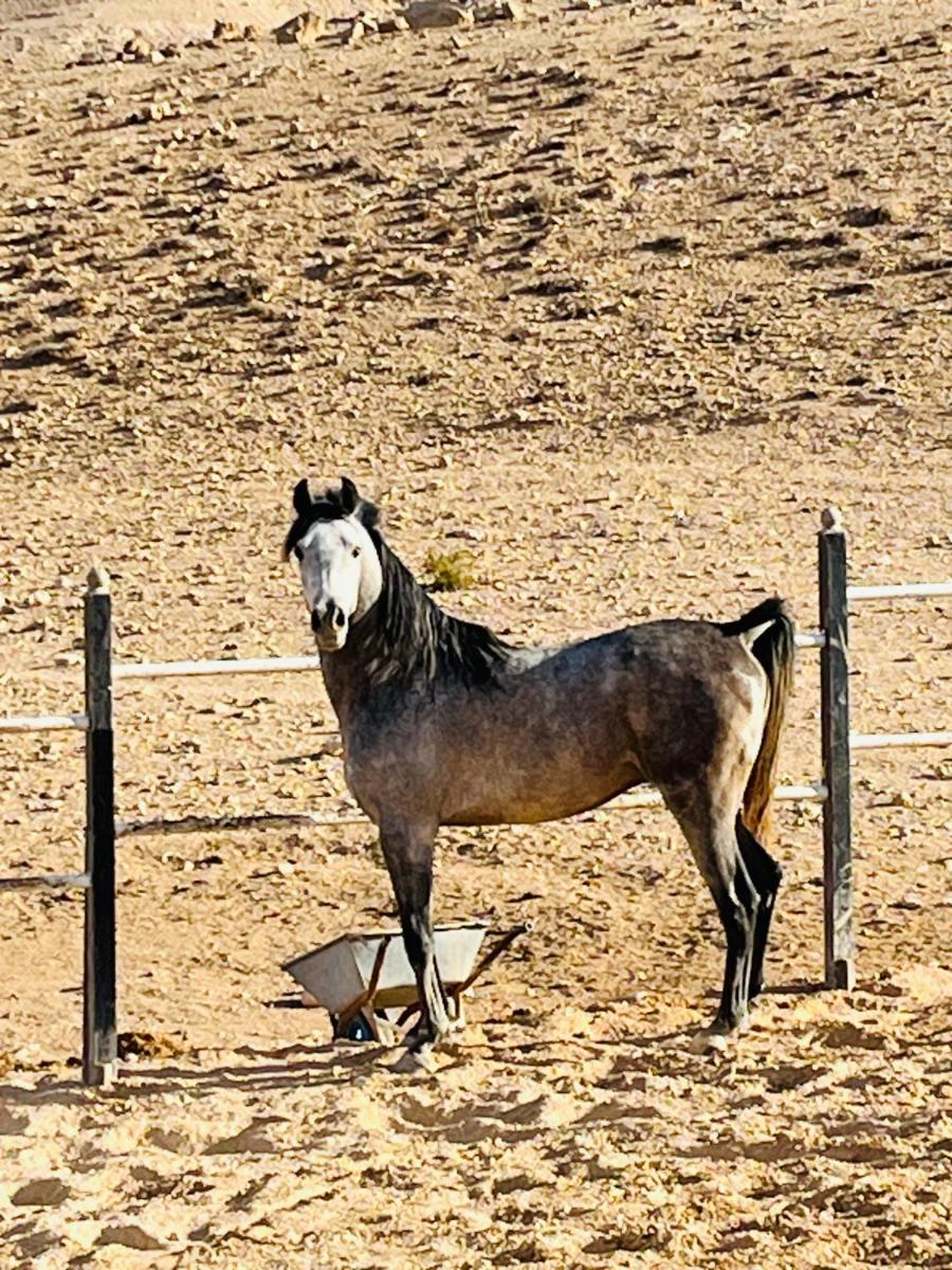 Petra Royal Ranch - Housity