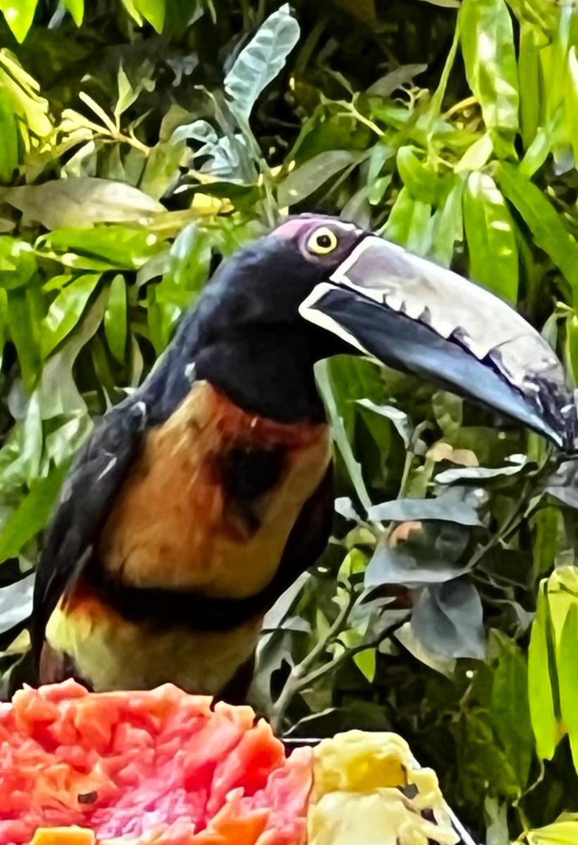 El Valle de Anton La Chachalaca - Housity