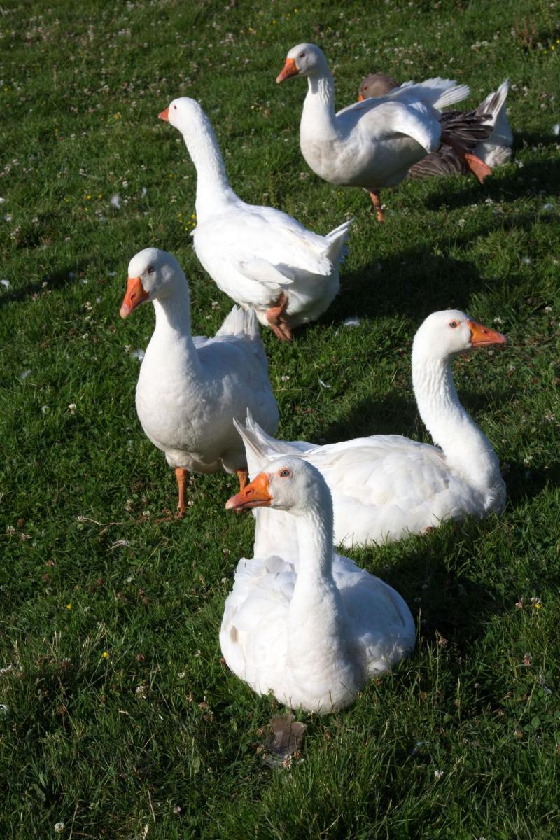Animaux dans l'appart'hôtel ou à proximité