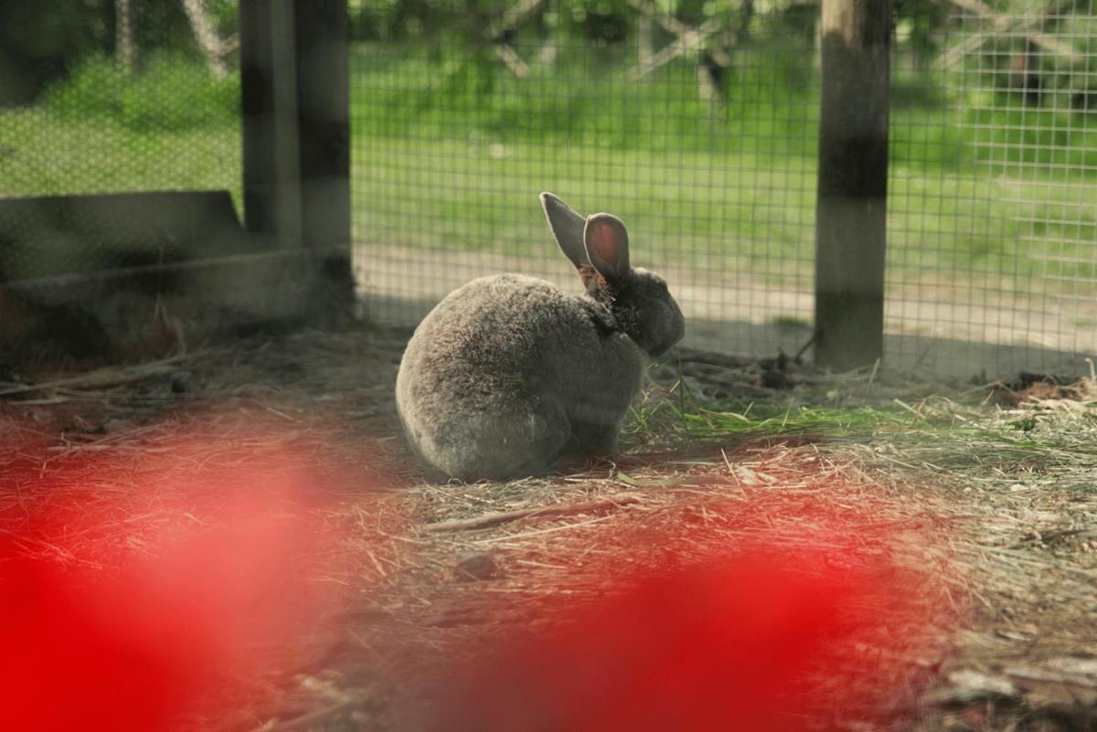 Animaux dans l'appart'hôtel ou à proximité