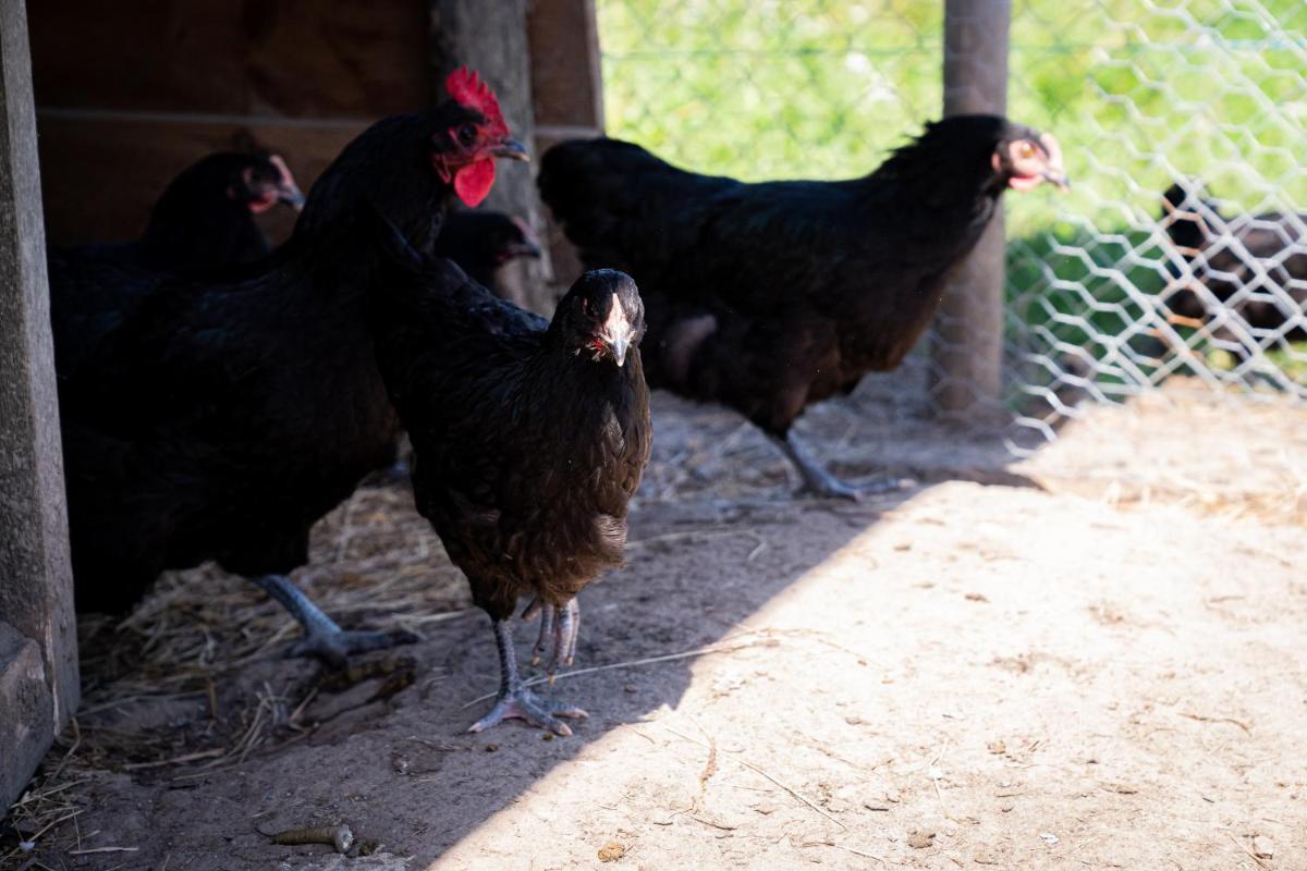 Animaux dans l'appart'hôtel ou à proximité