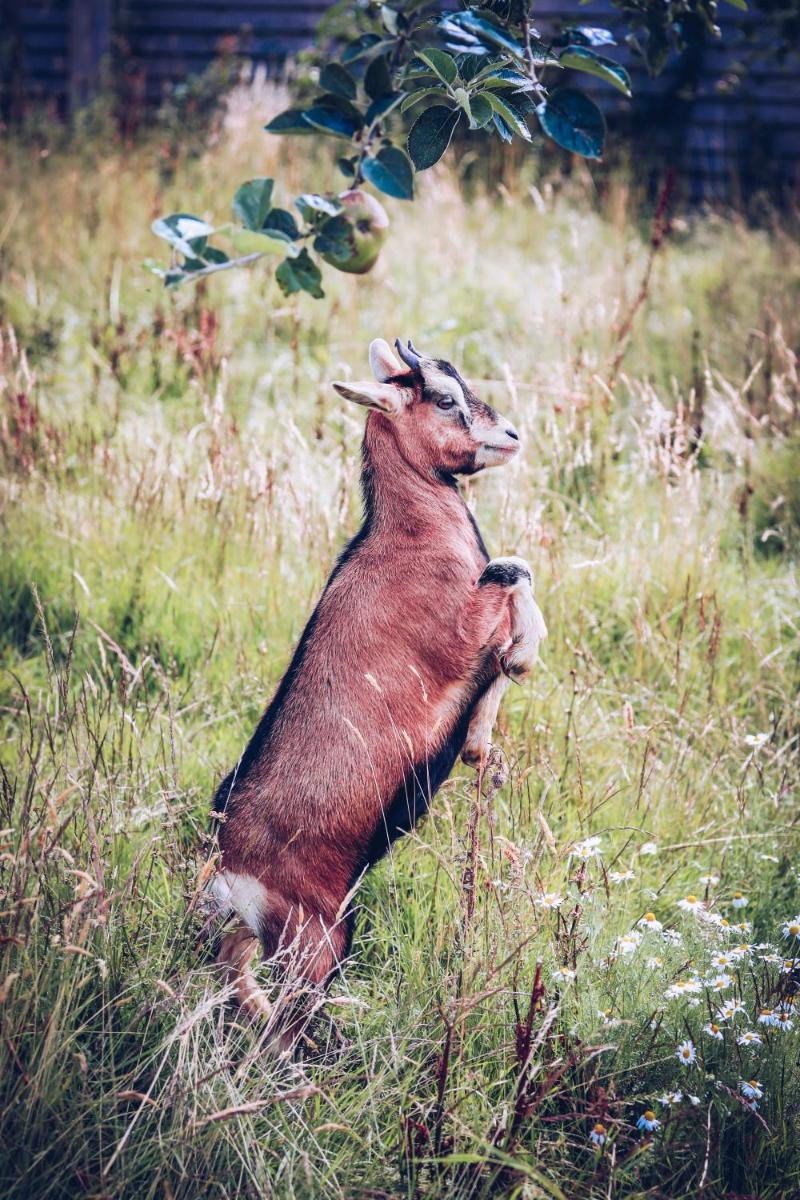 Animaux dans l'appart'hôtel ou à proximité