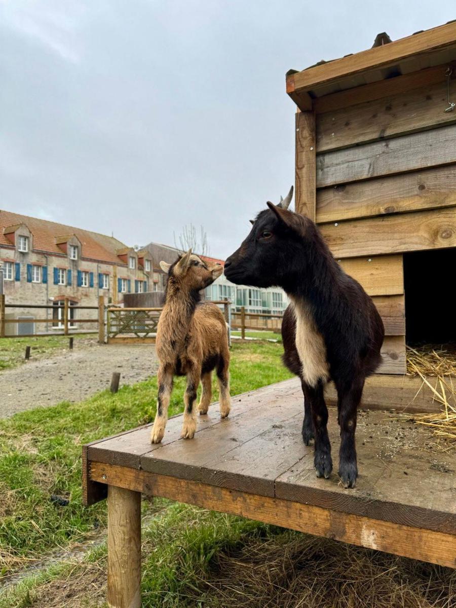 Animaux dans l'appart'hôtel ou à proximité