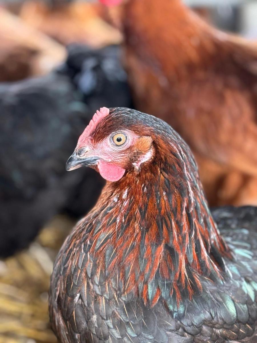 Animaux dans l'appart'hôtel ou à proximité
