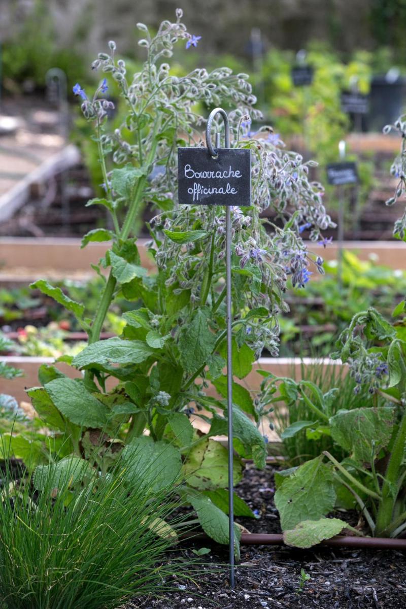 Jardin de l'établissement Château De Massillan