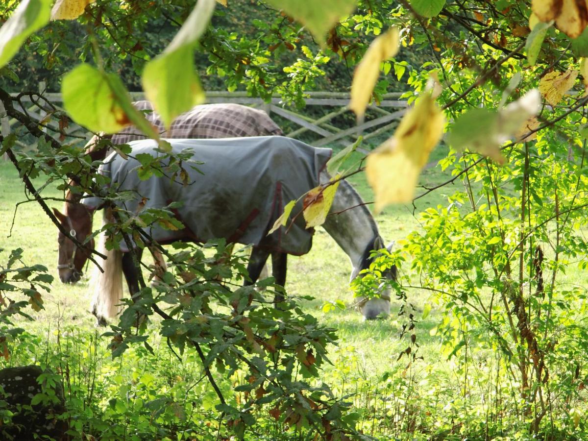 Tiere im Hotel oder in der Nähe