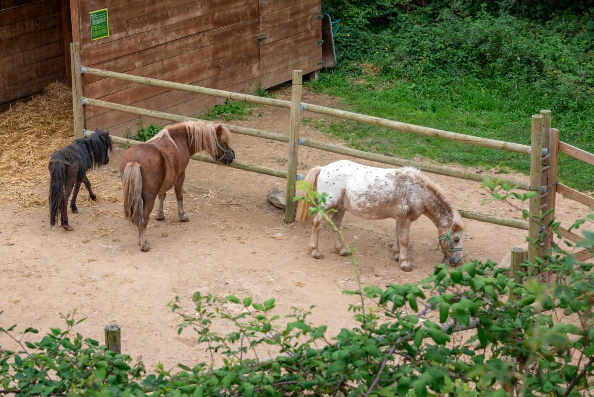 Animales en el hotel o alrededores