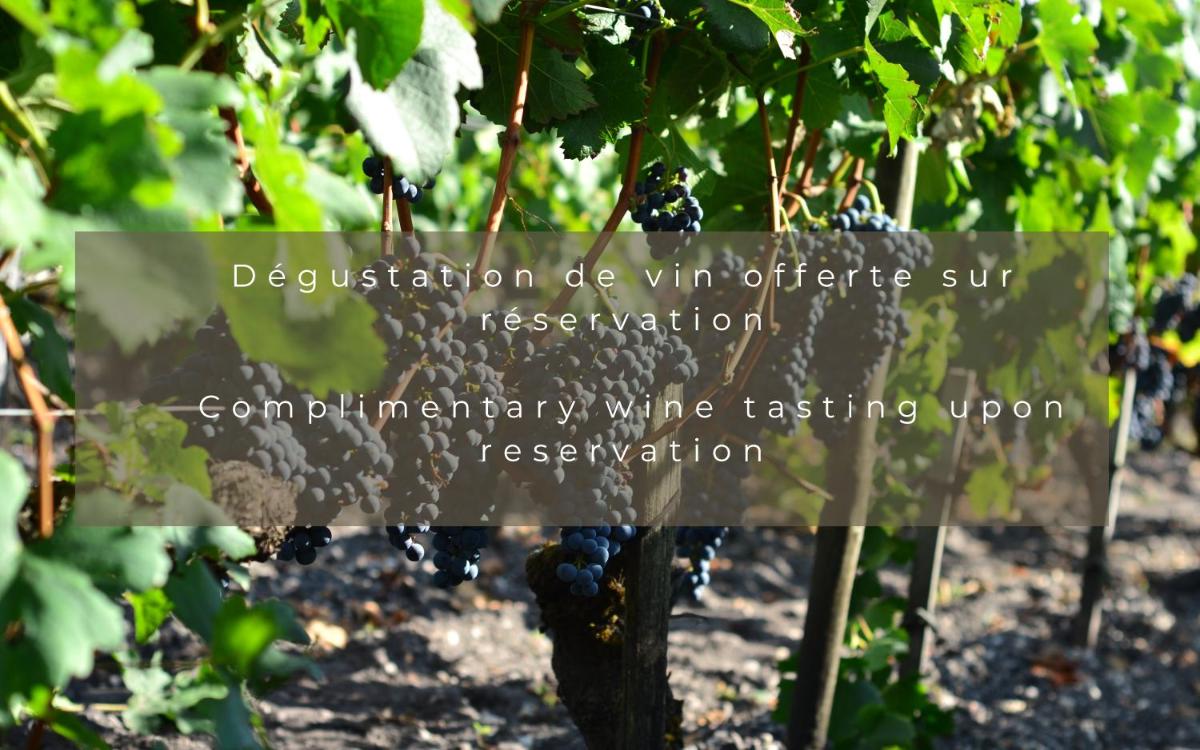 un panneau au milieu d'un vignoble avec des raisins dans l'établissement Château Léognan, Domaine viticole - proche Bordeaux, à Léognan