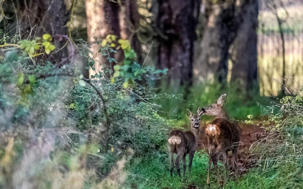 Animaux dans l'hôtel ou à proximité