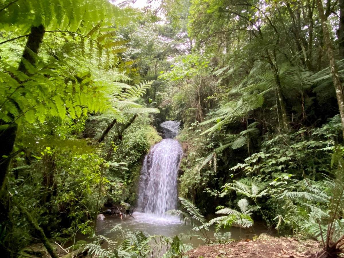 Sumérgete en el bosque Citlalapa - Housity