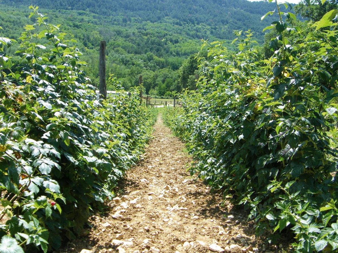 Fattoria Antica Forconia - Housity