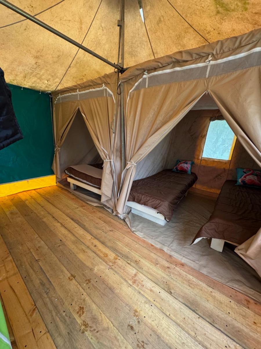 CAMPING ANIMAL KING - Housity