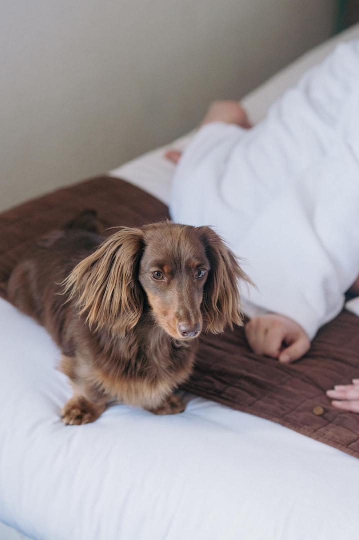 Animal ou animaux domestique(s) séjournant avec des clients dans l'établissement Hôtel Le Montana