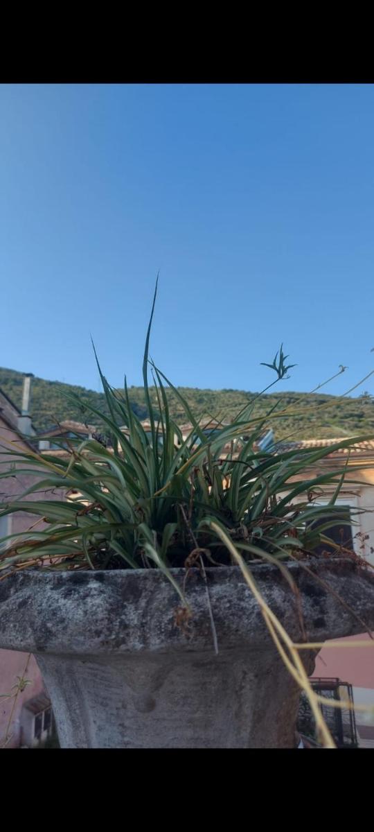 L'Angolo Rosa B&B - Housity