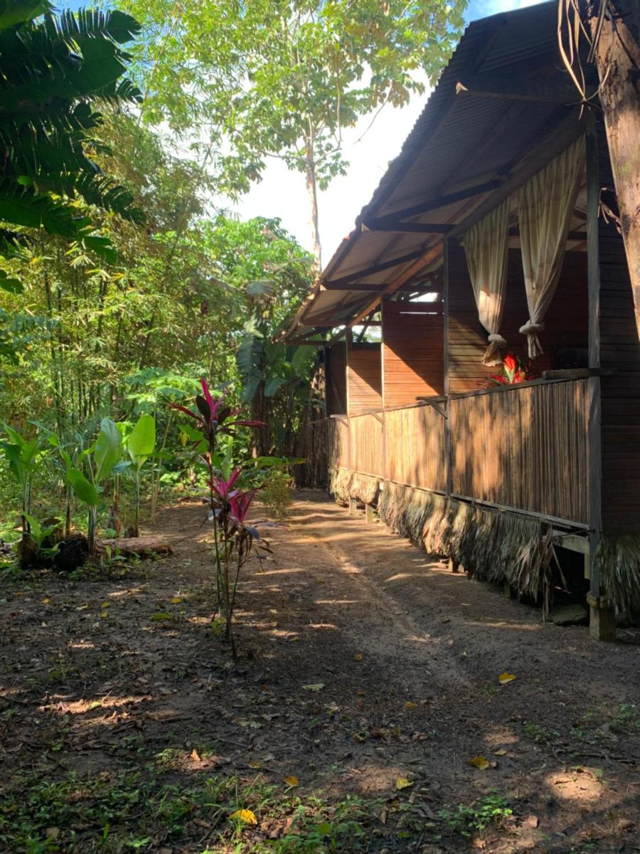 Amazonian Oropendola & tambopata - Housity