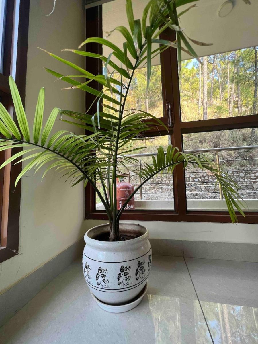 2BHK Furnished Apartment/Near Kasauli/Barog/Luv Fun & Adventure - Housity