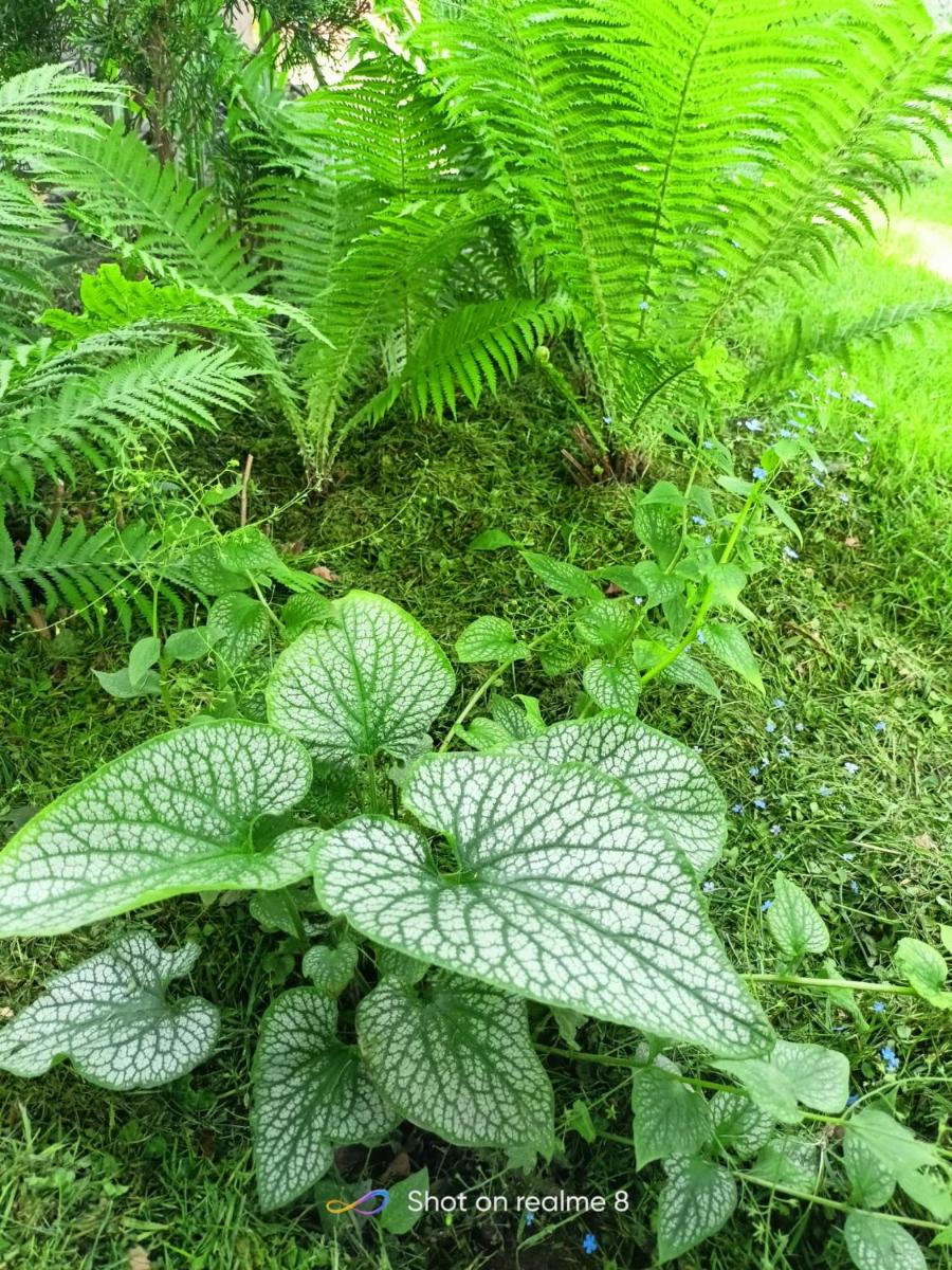 Agroturystyka Pod Dębami - Hizvo