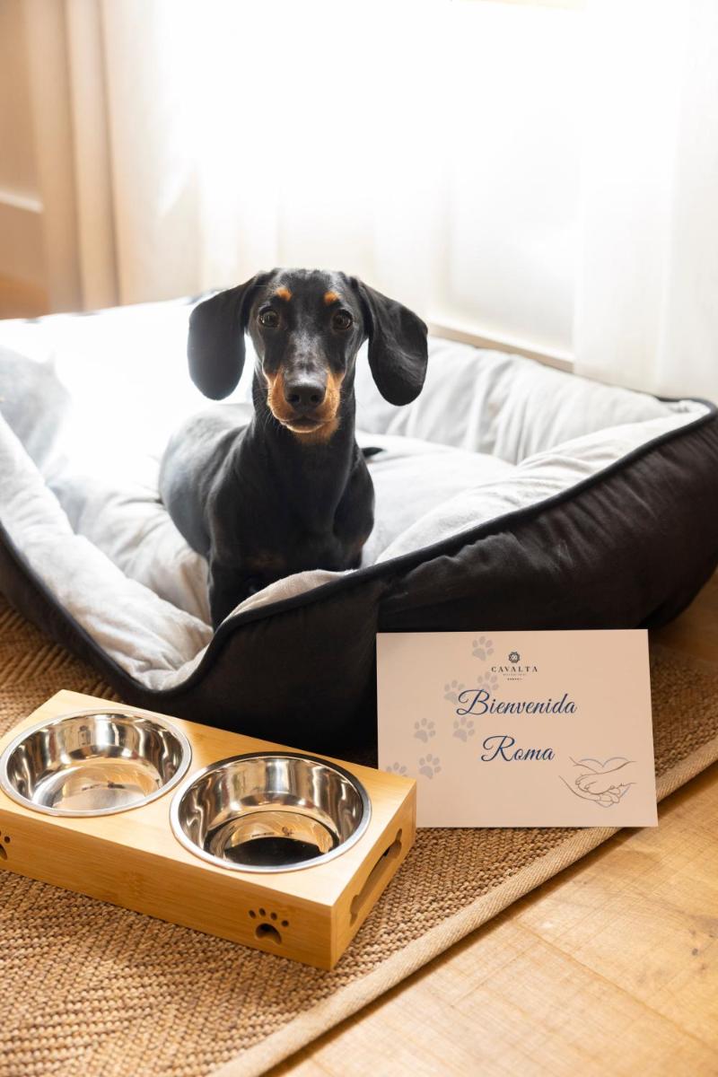 Mascotas con sus dueños en Cavalta Boutique Hotel - Small Luxury Hotels