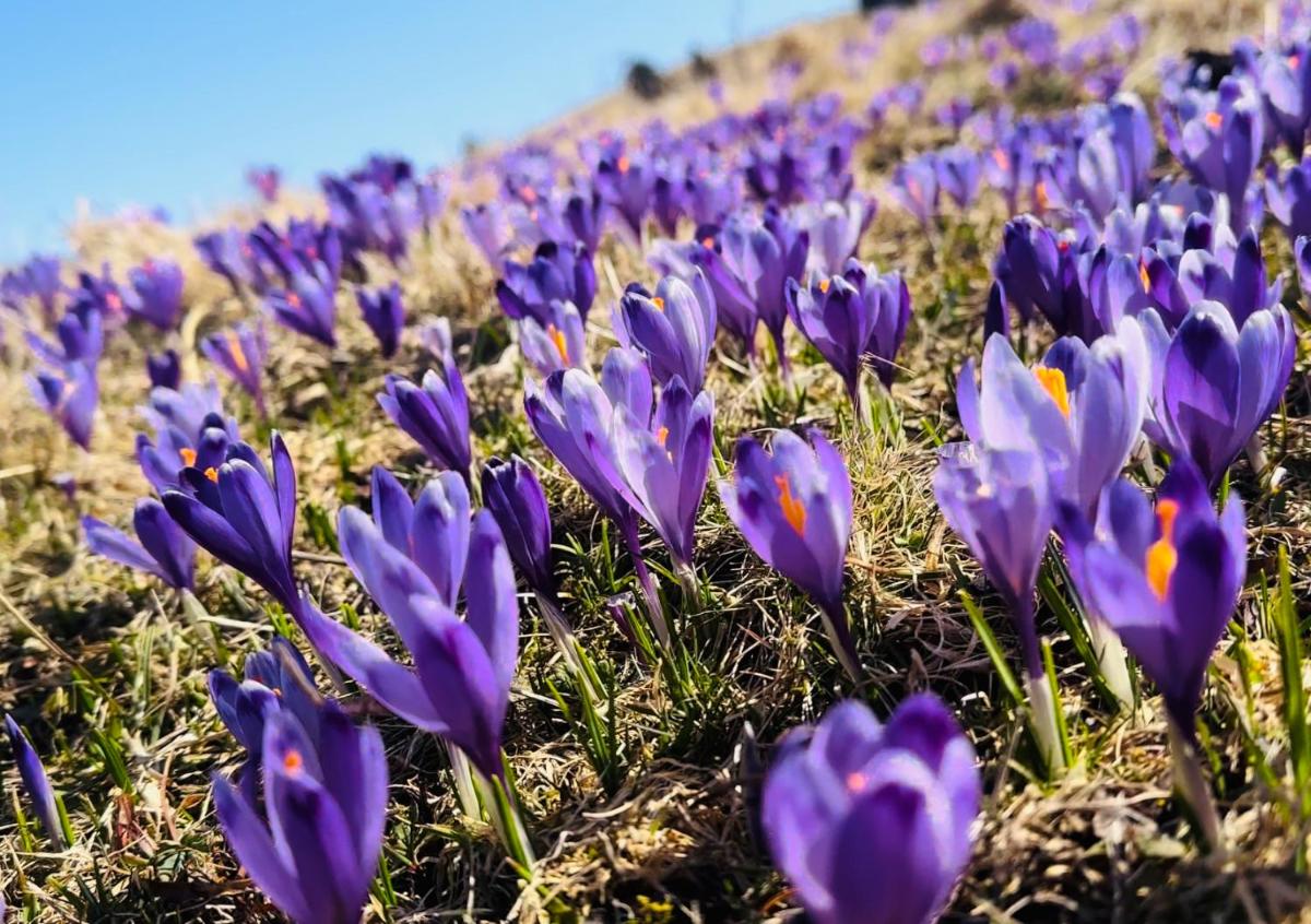 DOMŽALSKI DOM na Veliki Planini - Housity